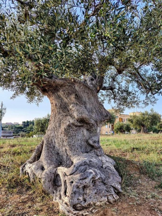 Dimora D'Errico - Monolocale Nel Centro Storico Carovigno Exterior foto